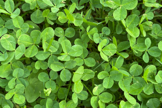 Kuvituskuva: apiloita